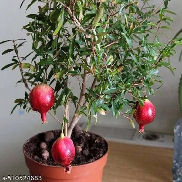Hybrid_Red_Anar_Dalim_Plant