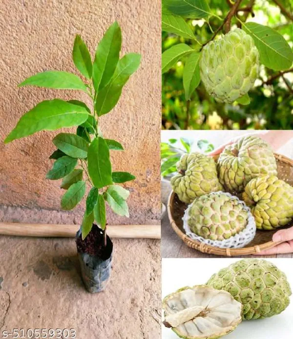 Hybrid_Sugar_Apple_Sitafal_Ata_Custard_Apple_Plant