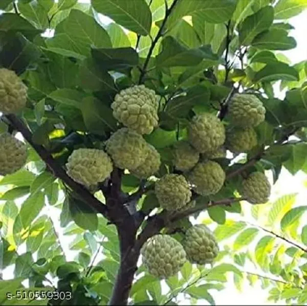 Hybrid_Sugar_Apple_Sitafal_Ata_Custard_Apple_Plant