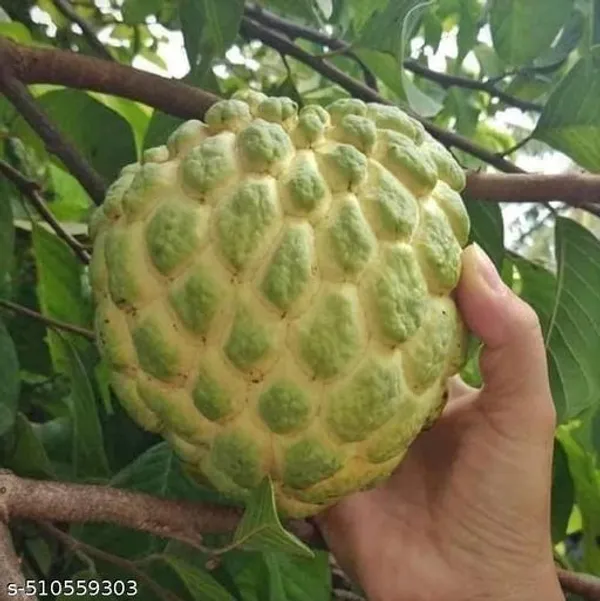 Hybrid_Sugar_Apple_Sitafal_Ata_Custard_Apple_Plant