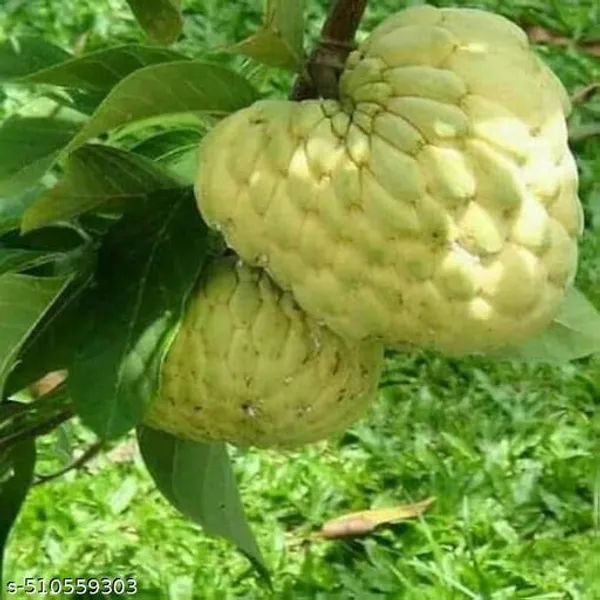 Hybrid_Sugar_Apple_Sitafal_Ata_Custard_Apple_Plant
