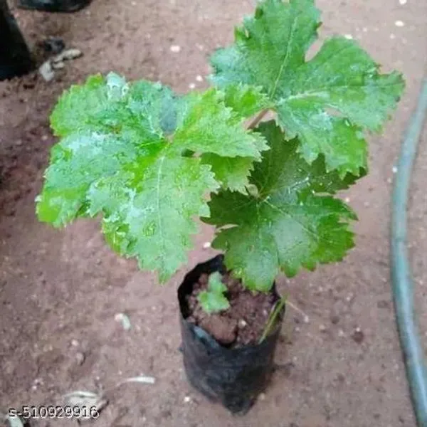 Hybrid_Grapes_Angoor_Plant