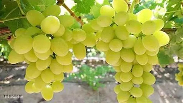 Hybrid_Grapes_Angoor_Plant