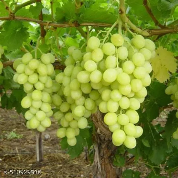 Hybrid_Grapes_Angoor_Plant