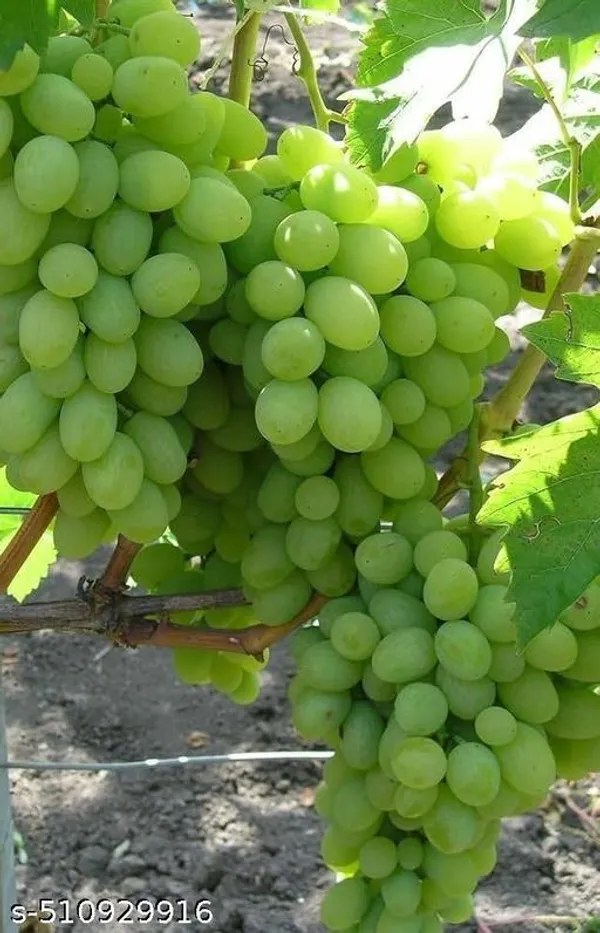 Hybrid_Grapes_Angoor_Plant