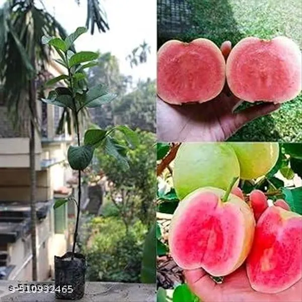 Hybrid_Guava_Plant
