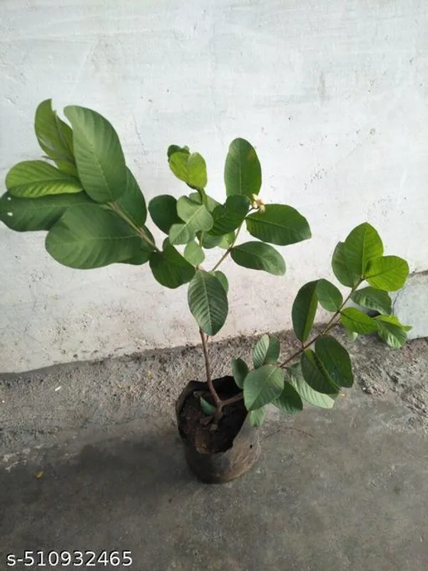 Hybrid_Guava_Plant