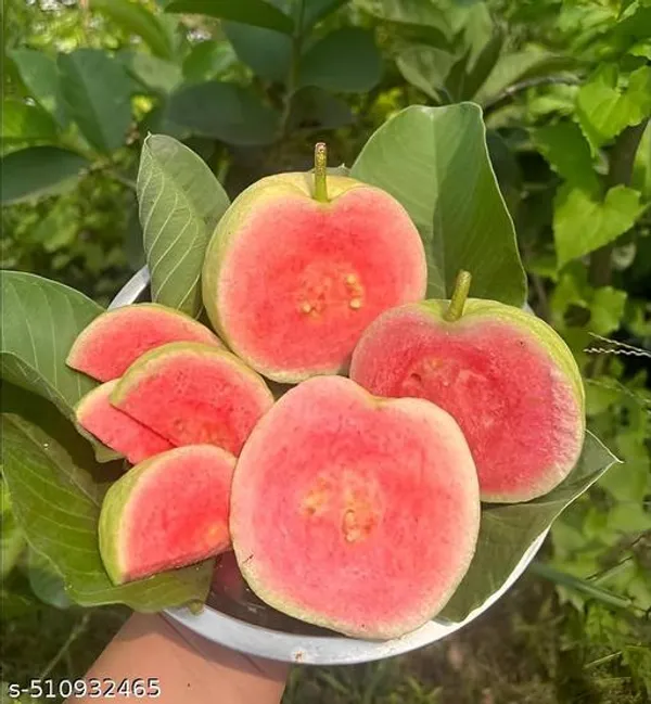 Hybrid_Guava_Plant