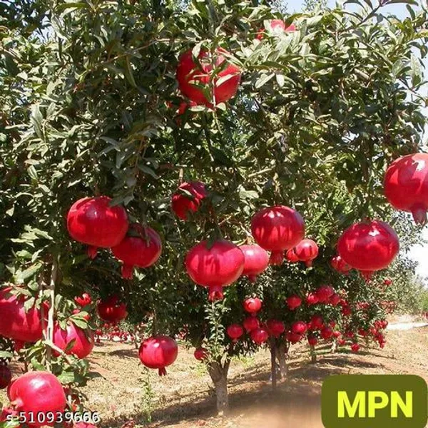 Hybrid_Bedana_Pomegranate_Dalim_Plant