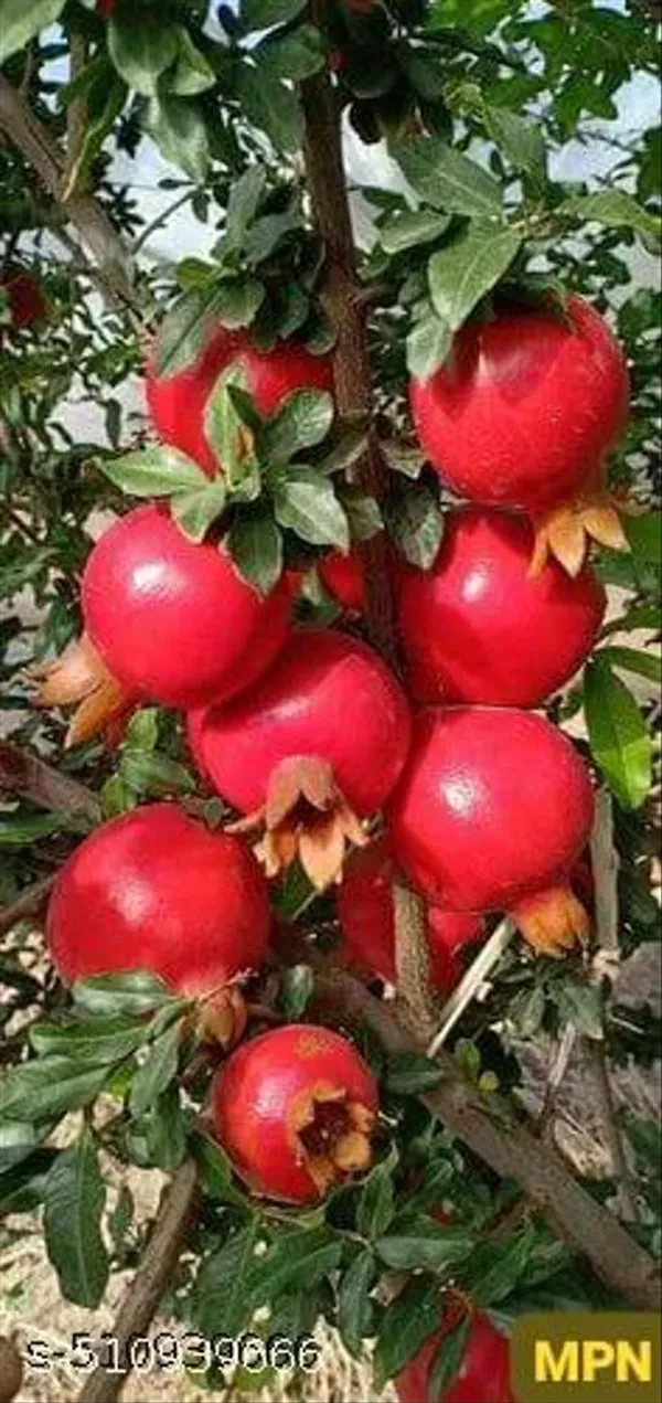 Hybrid_Bedana_Pomegranate_Dalim_Plant