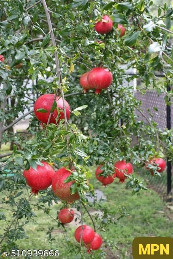 Hybrid_Bedana_Pomegranate_Dalim_Plant