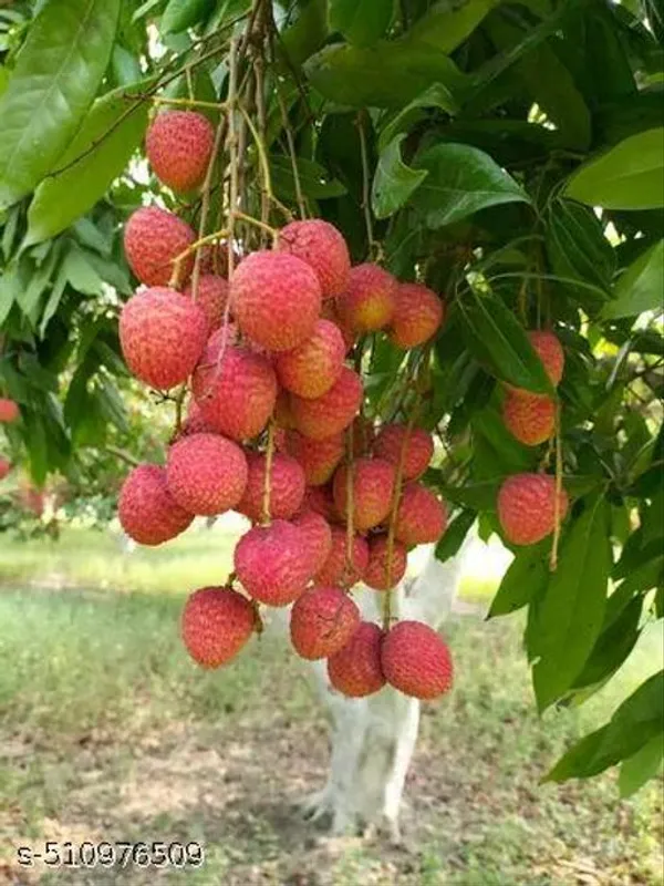 Sweet_Litchi_Plant
