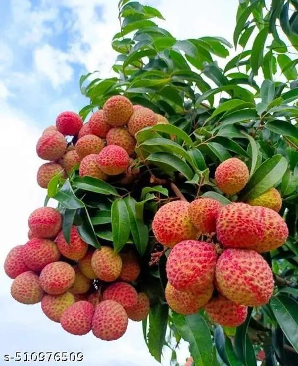 Sweet_Litchi_Plant