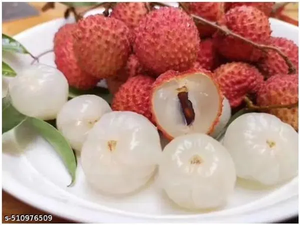 Sweet_Litchi_Plant