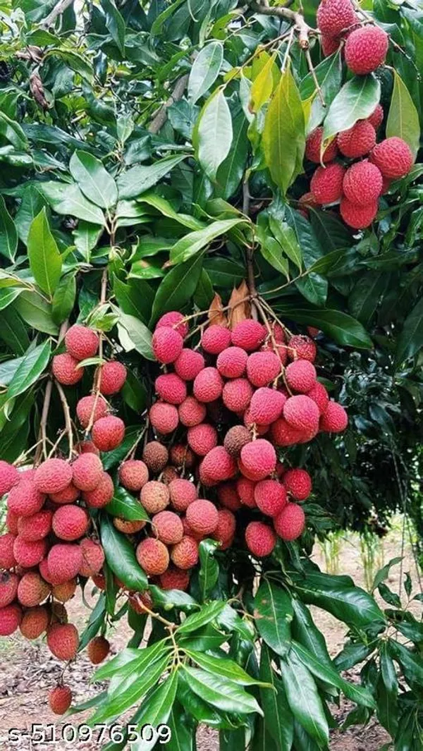 Sweet_Litchi_Plant