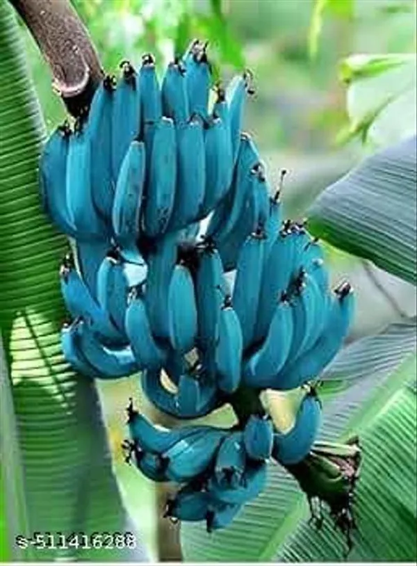 Blue_Java_Banana_Ice_Cream_Banana_Hawaiian_Banana_Plant_Hybrid