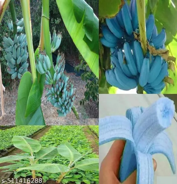 Blue_Java_Banana_Ice_Cream_Banana_Hawaiian_Banana_Plant_Hybrid