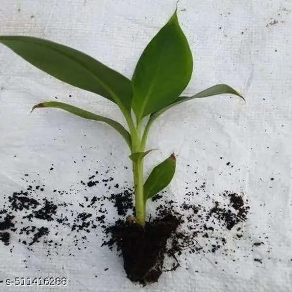 Blue_Java_Banana_Ice_Cream_Banana_Hawaiian_Banana_Plant_Hybrid