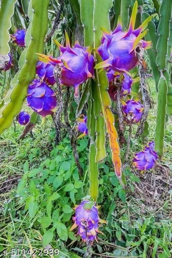 Bulu_Dragon_Plant_Hybrid