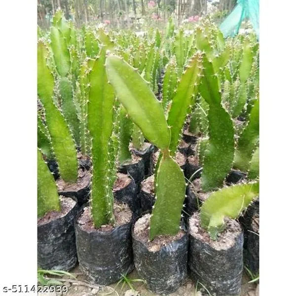 Bulu_Dragon_Plant_Hybrid