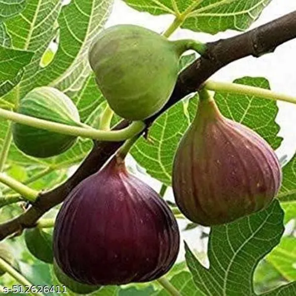 Fig_Anjeer_Meeshorio_Dumur_Plant_Hybrid
