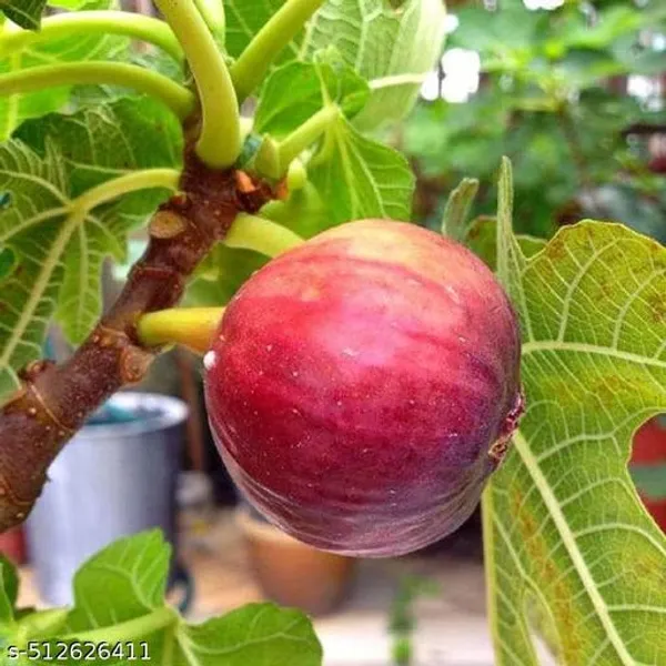 Fig_Anjeer_Meeshorio_Dumur_Plant_Hybrid