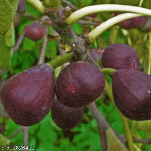 Fig_Anjeer_Meeshorio_Dumur_Plant_Hybrid