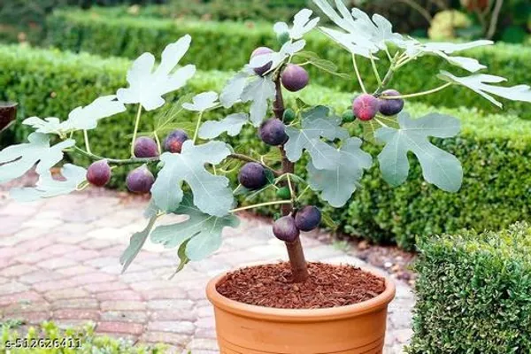 Fig_Anjeer_Meeshorio_Dumur_Plant_Hybrid