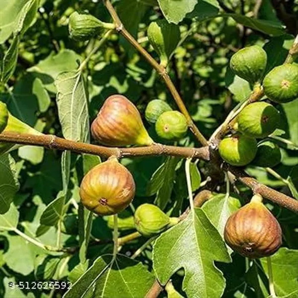 Fig_Anjeer_Meeshorio_Dumur_Plant_Hybrid