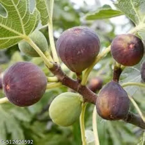 Fig_Anjeer_Meeshorio_Dumur_Plant_Hybrid