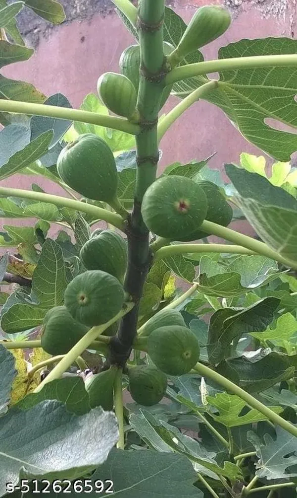 Fig_Anjeer_Meeshorio_Dumur_Plant_Hybrid