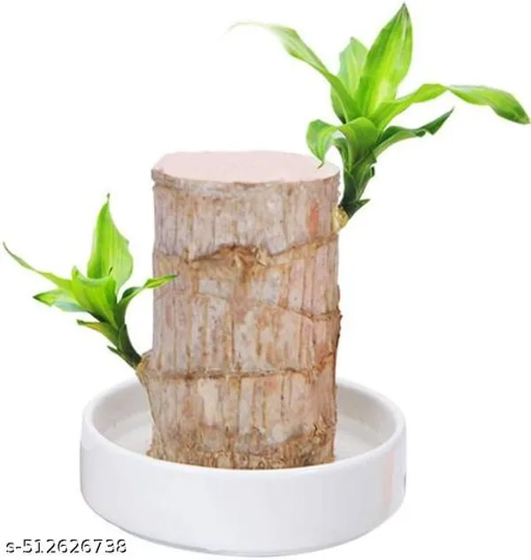 Lucky_Brazilian_Wood_Plant