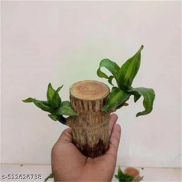 Lucky_Brazilian_Wood_Plant