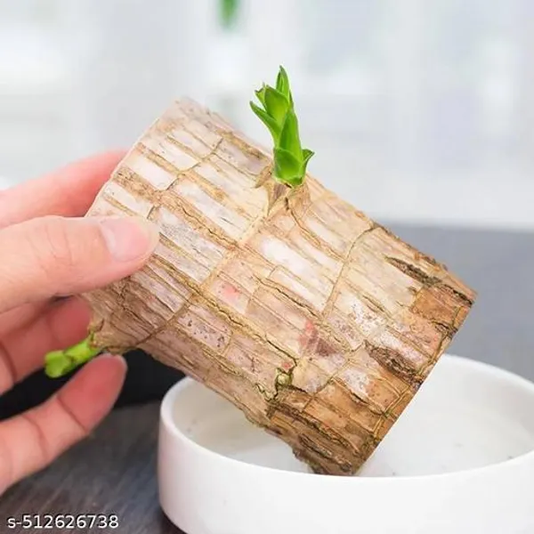 Lucky_Brazilian_Wood_Plant