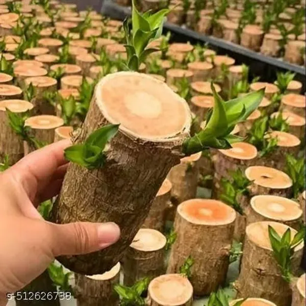 Lucky_Brazilian_Wood_Plant