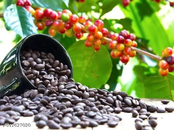 Hybrid_Coffee_Plant