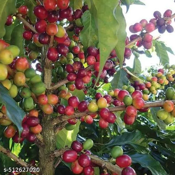 Hybrid_Coffee_Plant