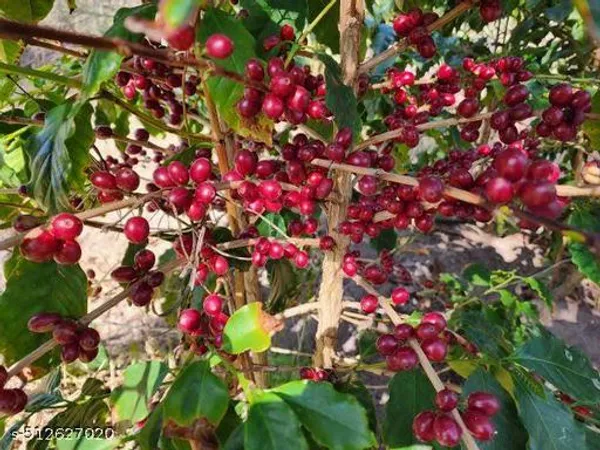 Hybrid_Coffee_Plant