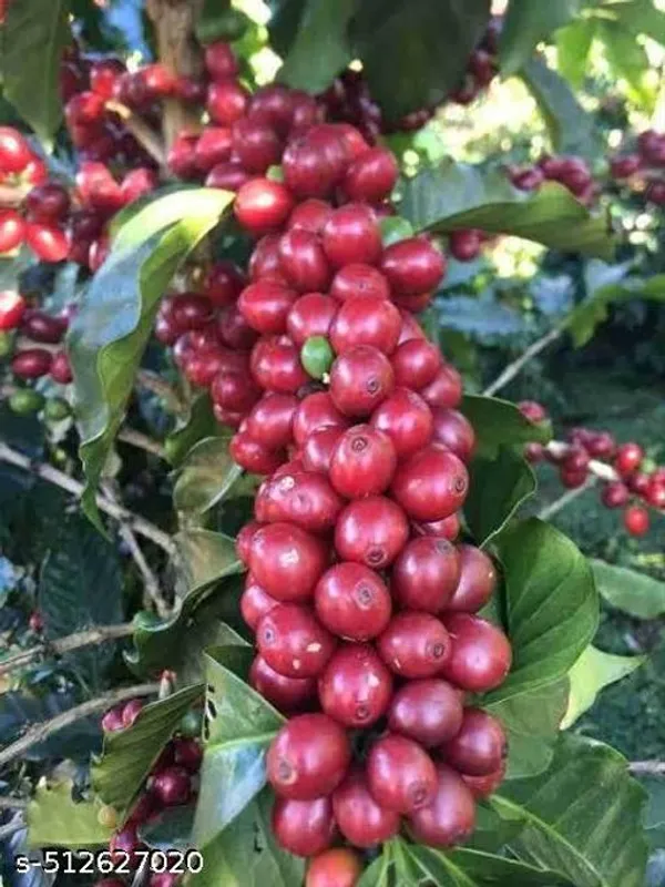 Hybrid_Coffee_Plant
