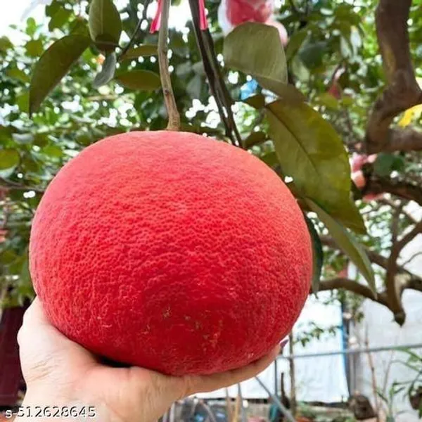 Hybrid_Red_Jambura_Pomelo_Gaint_Chakotra_Batabi_Lemon_Plant
