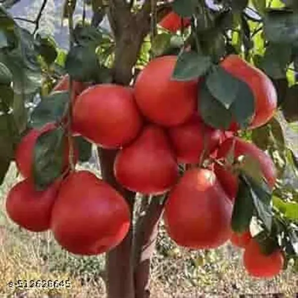 Hybrid_Red_Jambura_Pomelo_Gaint_Chakotra_Batabi_Lemon_Plant