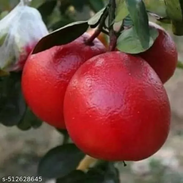 Hybrid_Red_Jambura_Pomelo_Gaint_Chakotra_Batabi_Lemon_Plant