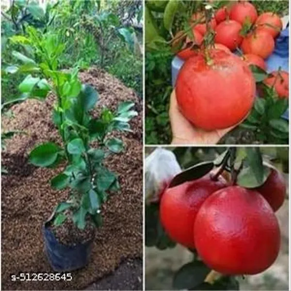 Hybrid_Red_Jambura_Pomelo_Gaint_Chakotra_Batabi_Lemon_Plant