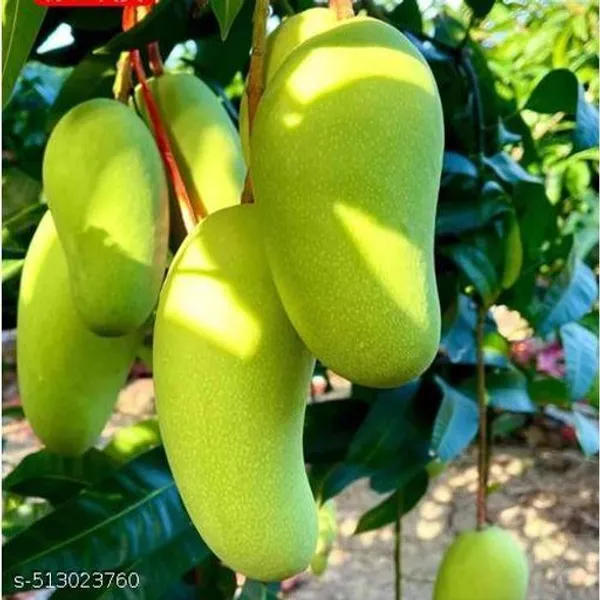 Mango_Plant_Hybrid
