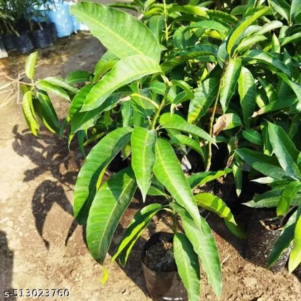 Mango_Plant_Hybrid