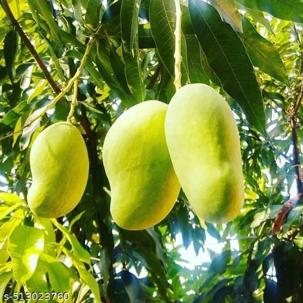 Mango_Plant_Hybrid