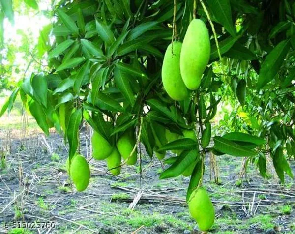 Mango_Plant_Hybrid