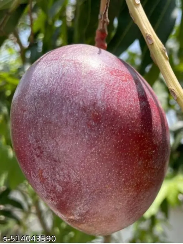 Japanese_Mango_Plant