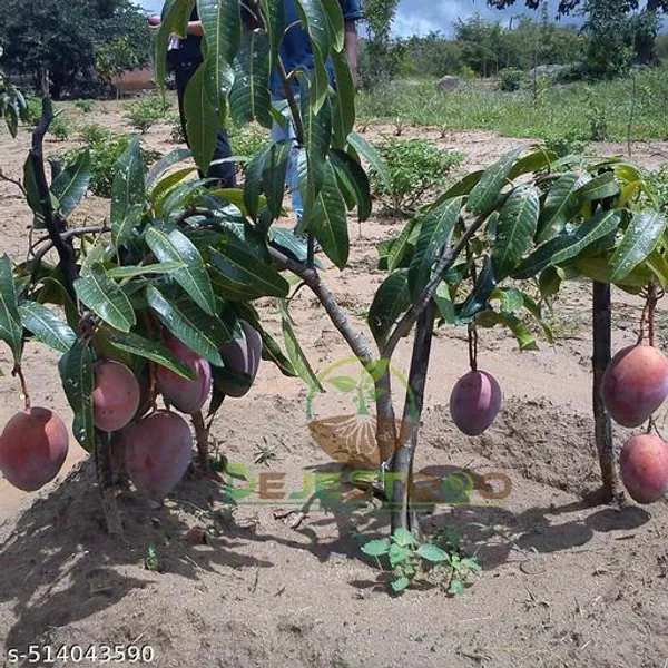 Japanese_Mango_Plant