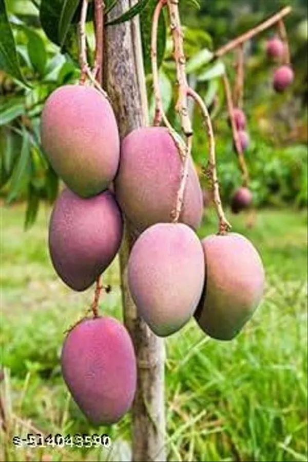 Japanese_Mango_Plant